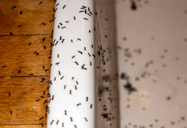 Best Flea Control Services  in Bellerose, NY
