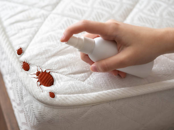 Best Residential Pest Control  in Bellerose, NY