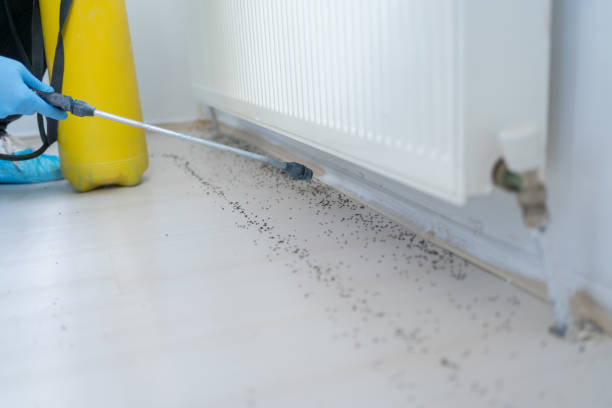 Best Termite Control Services  in Bellerose, NY