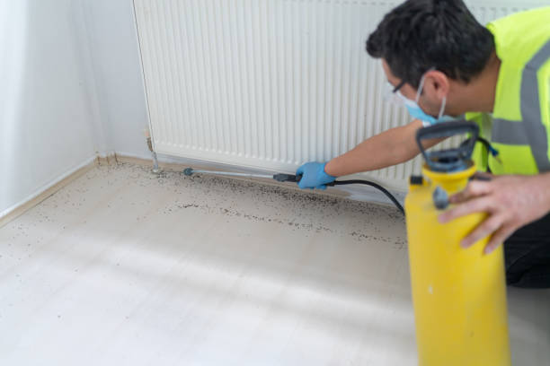 Best Emergency Pest Control  in Bellerose, NY